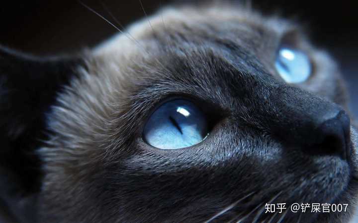 猫咪拉稀腹泻 但是精神状态和胃口都很好这是怎么了 知乎