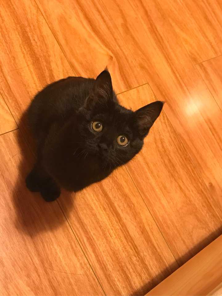 家里养了一只黑猫是一种什么样的体验?