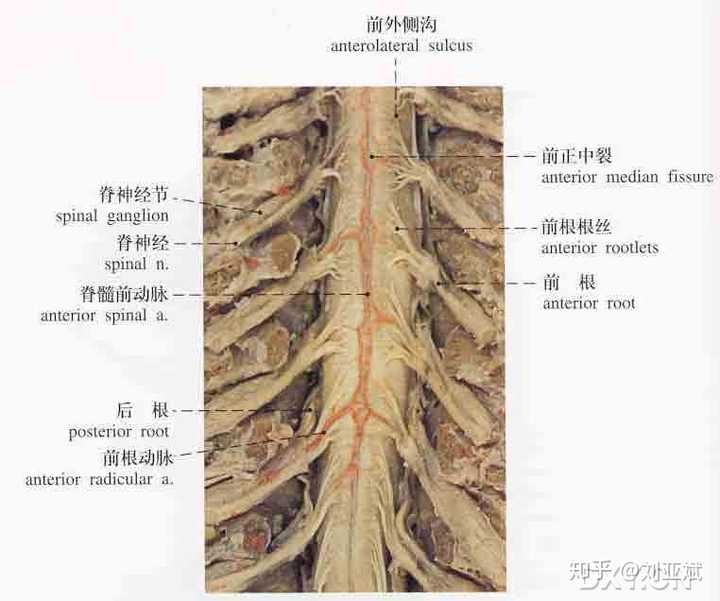 神经根的位置图片图片