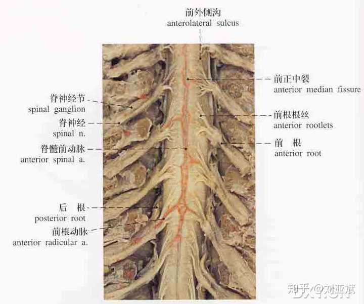 马尾神经是指在脊髓圆锥以下的腰骶神经根称为马尾神经