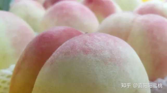 水蜜桃怎么挑 最长可以放多久 知乎 水蜜桃怎么挑 最长可以放多久 知乎