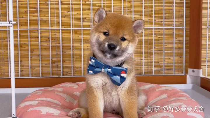 请问柴犬这种黑豆豆眉毛正常吗 知乎 请问柴犬这种黑豆豆眉毛正常吗 知乎