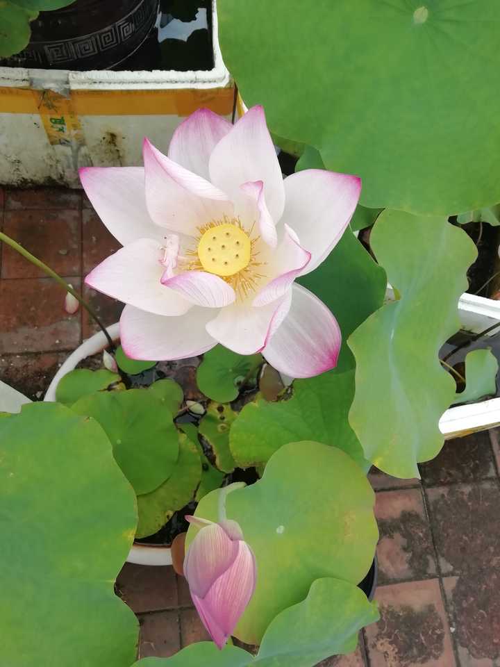 为什么中国人对 在家种菜 这么执着 很多人都想把阳台和花园都变成菜园地 知乎