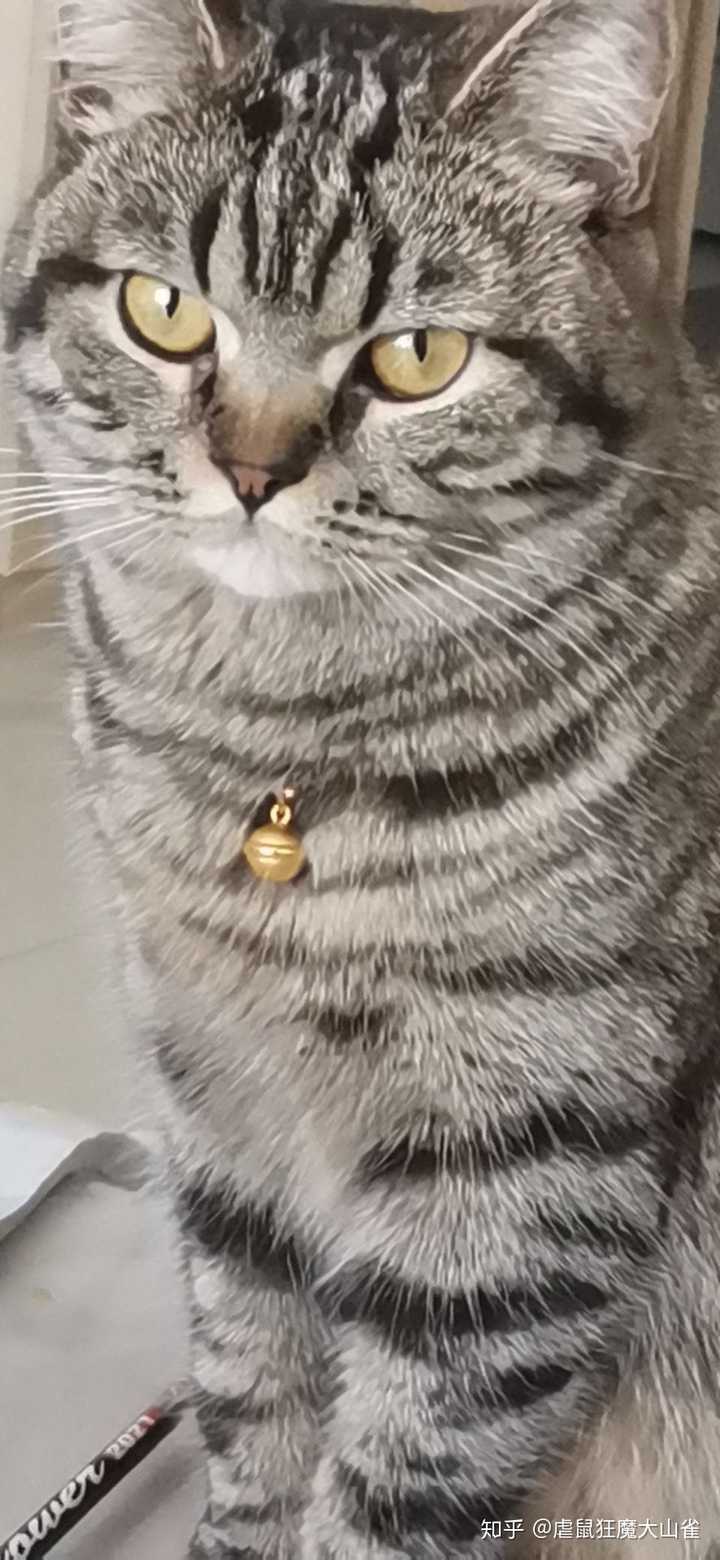 这个猫是狸花猫吗?如何区分狸花和虎斑? - 知乎