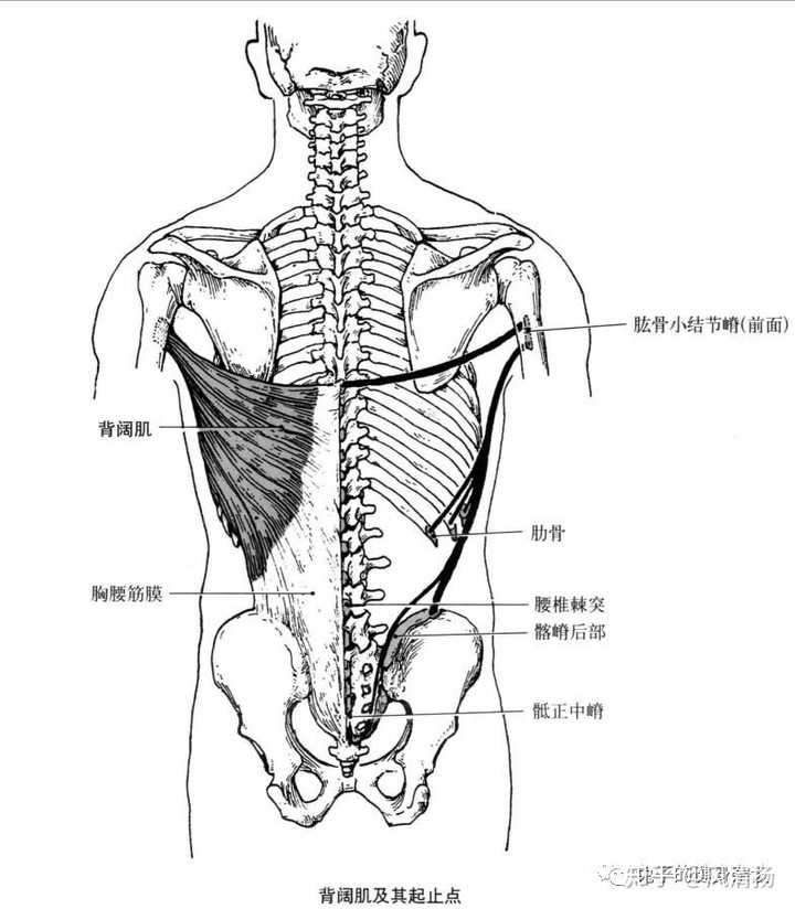 背阔肌连接的骨骼如