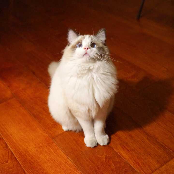 布偶猫过于黏人是怎样的体验?