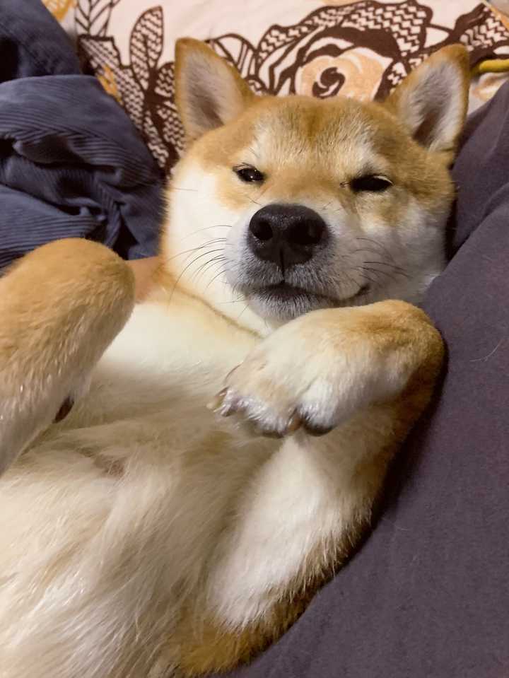 一岁的柴犬还是长得像狐狸 是不是被骗了 知乎 一岁的柴犬还是长得像狐狸 是不是被骗了 知乎