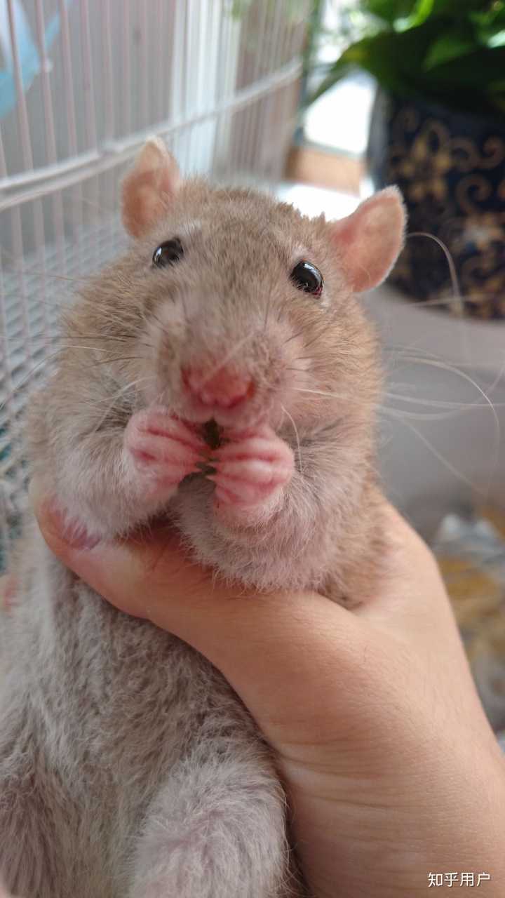 寝室里养花枝鼠(两只)要用多大笼子?