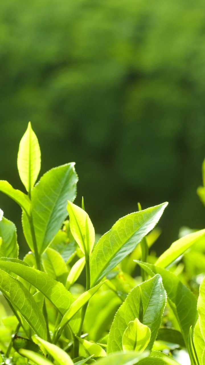 有什么干净清爽的壁纸?