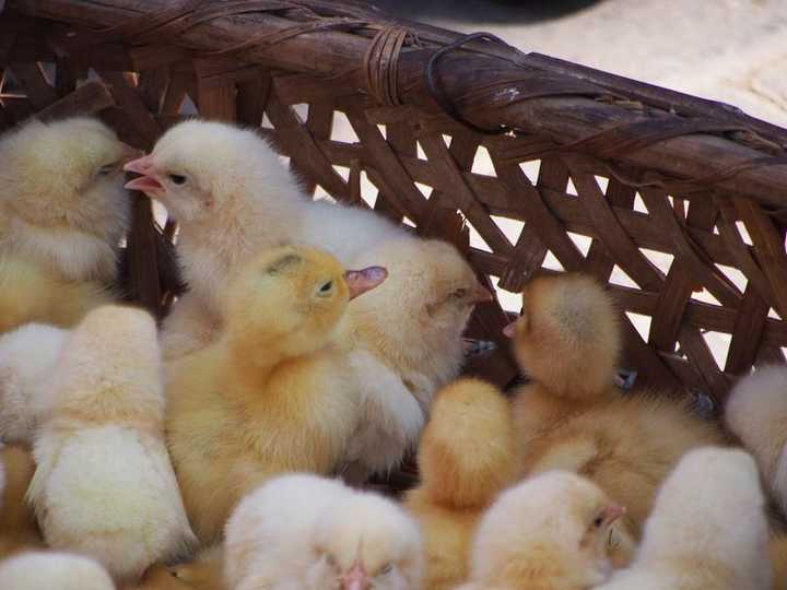 一对小鸡,一对小鹅去姥爷家,就是那种卖给小孩儿养的刚生下来的黄毛鸡