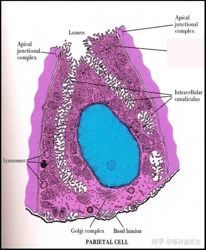 细胞壁的结构示意图图片
