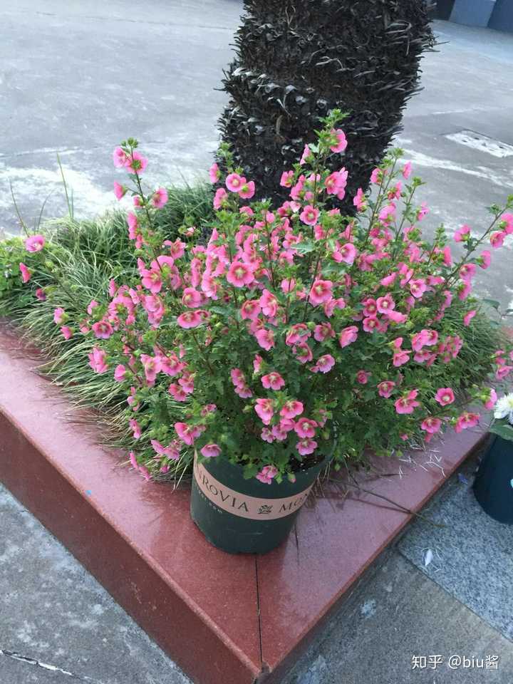 有哪些成株低矮的植物可以养(最好是木本,不要多肉)?