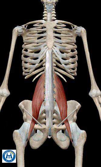 腰部的肌肉,经常导致我们腰痛的肌肉,首当其冲的就是腰大肌了.