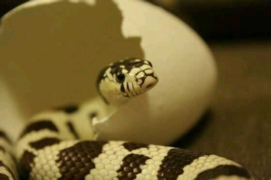 有些人养宠物蛇 蛇会不会思考并和主人建立感情 知乎