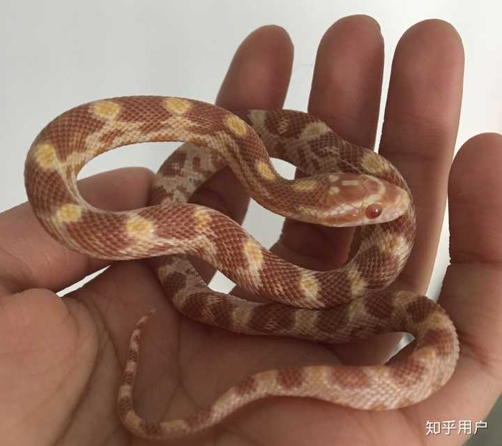 养宠物蛇是一种怎样的体验,有什么有趣的事情呢?