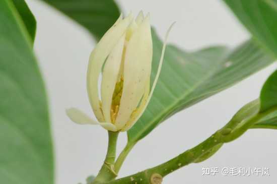 在家种植黄果兰有哪些注意事项? - 知乎