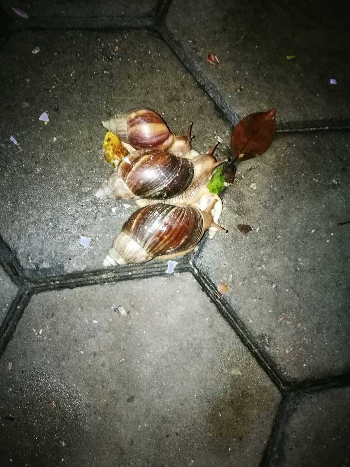 蜗牛吃什么食物 知乎