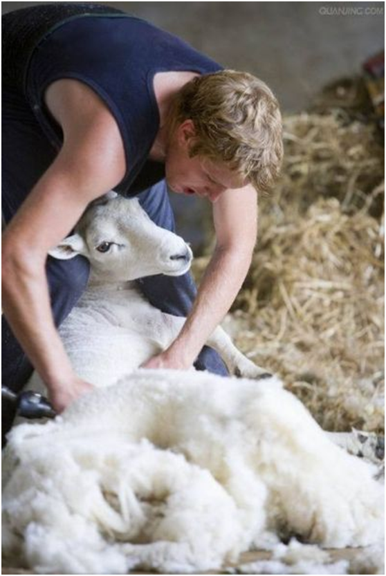 采集方法不同 收集羊毛就像理发或者脱衣服,用剪子全部剃光,整个"脱"