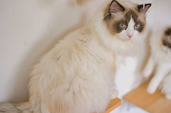 请问波斯系和传统系的布偶猫的差别?