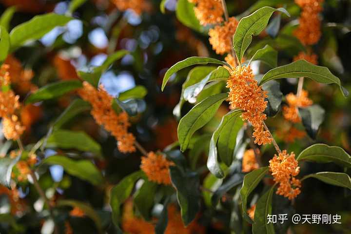 王维 鸟鸣涧 中有 人闲桂花落 夜静春山空 桂花的花期是秋季农历八月十五左右 那么何来 春山 知乎