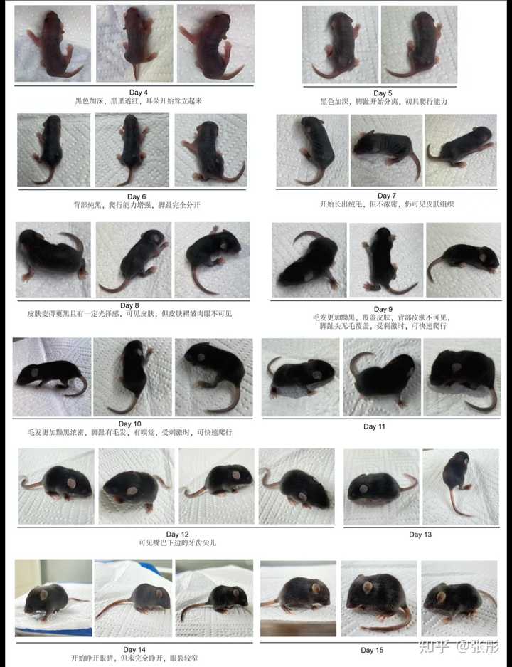 有会鉴别C57BL/6小鼠出生多久的吗？ - 知乎