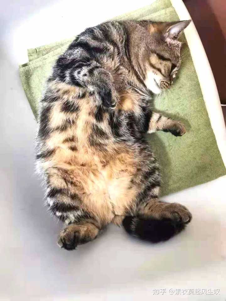 你是什么时候发现自己是猫猫的唯一 知乎 你是什么时候发现自己是猫猫的唯一 知乎