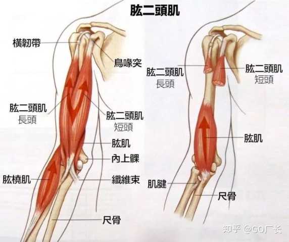如何锻炼手臂肌肉 知乎 如何锻炼手臂肌肉 知乎