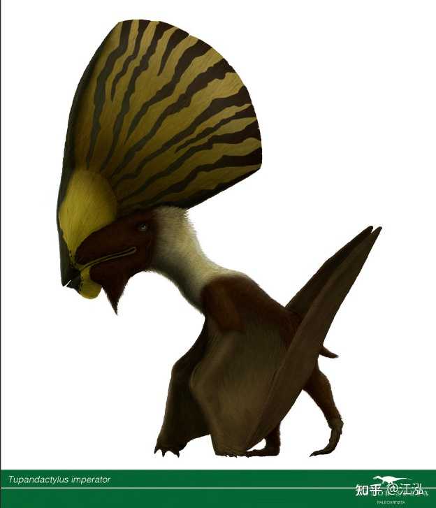 5:雷神翼龙;图2,4:玩具翼龙;图1:掠海翼龙在捕食小坐