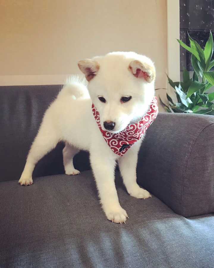 柴犬的市场价格是否混乱 柴婶的回答 知乎 柴犬的市场价格是否混乱 柴婶的回答 知乎