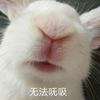 庄小白