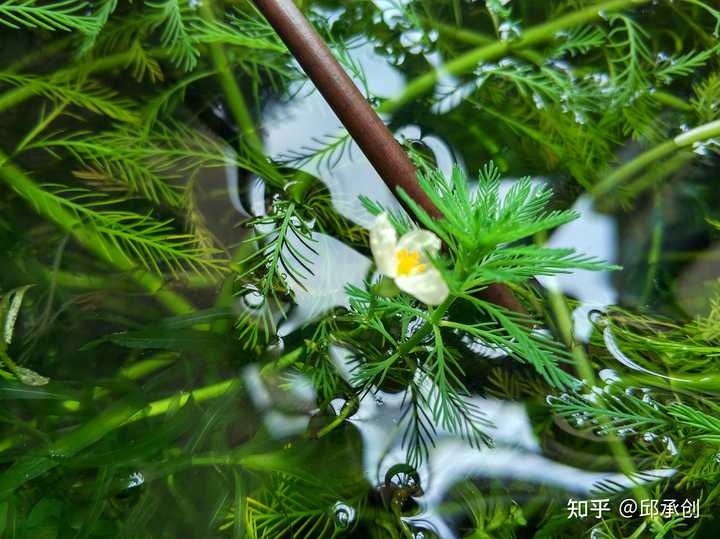 鱼缸里种什么种类的水草最容易打理 请推荐几种好养好看的 知乎 鱼缸里种什么种类的水草最容易打理 请推荐几种好养好看的 知乎