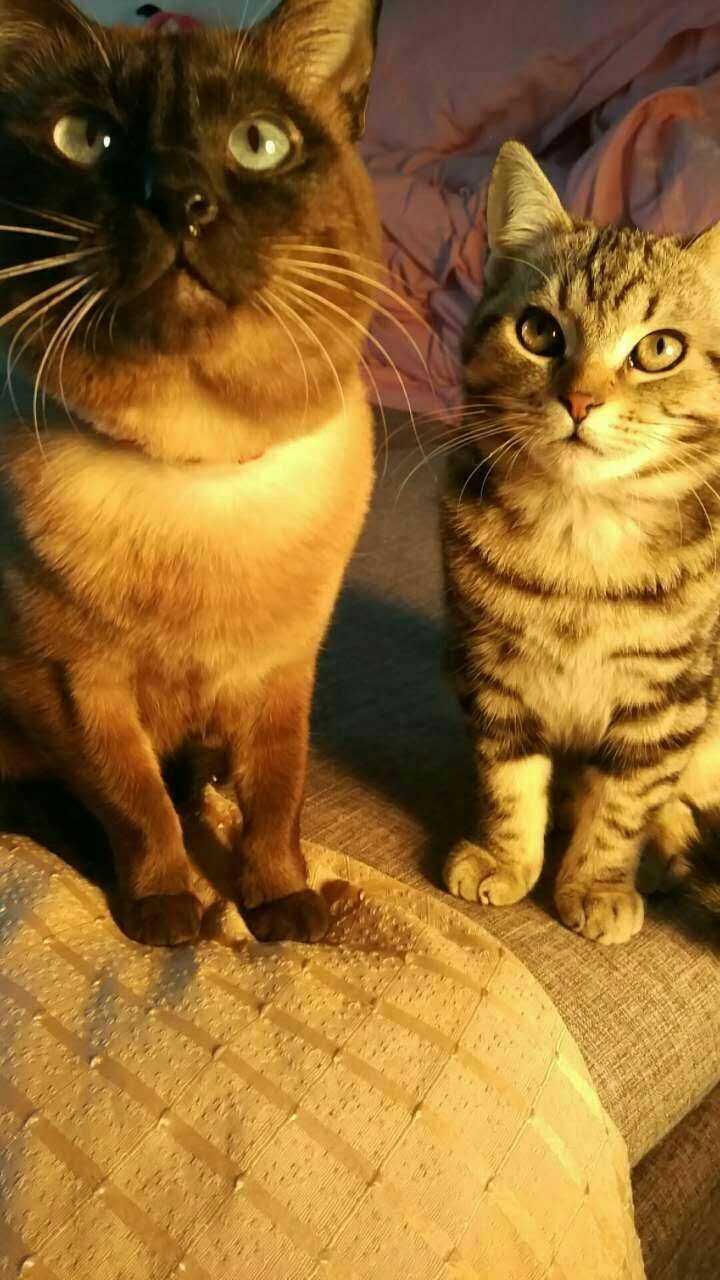 家里有一只怎么拍都上镜的猫是一种什么体验?