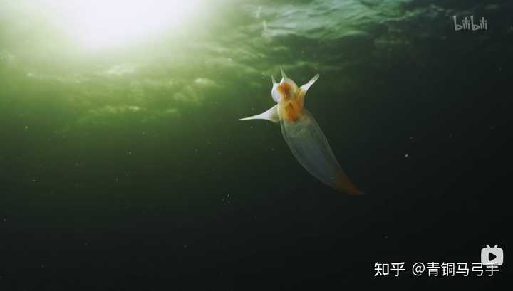 如何评价纪录片《地球脉动》第三季？ - 知乎
