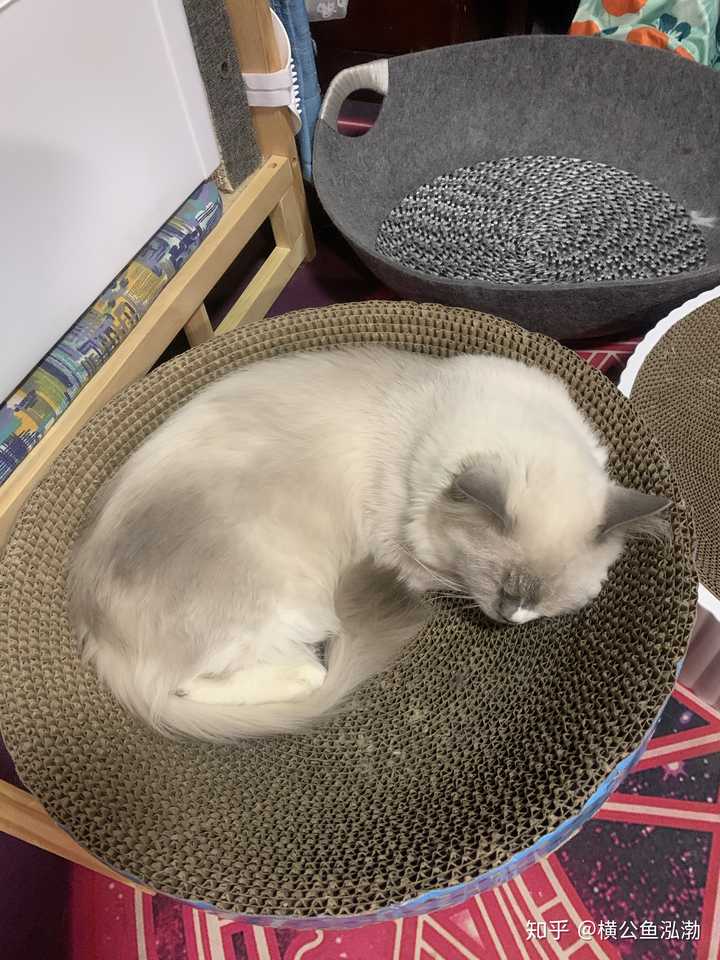 为什么猫舍越来越难做了 知乎 为什么猫舍越来越难做了 知乎