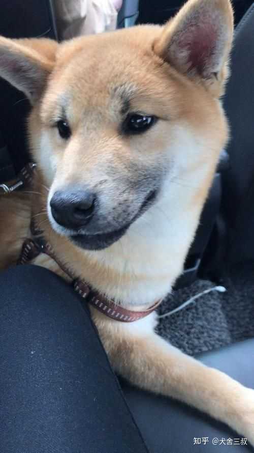 如何分辨柴犬的品相 知乎 如何分辨柴犬的品相 知乎