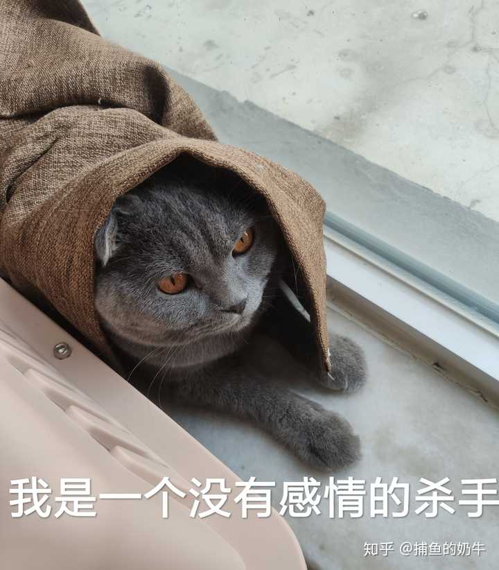 猫能吃花生酱吗 知乎 猫能吃花生酱吗 知乎