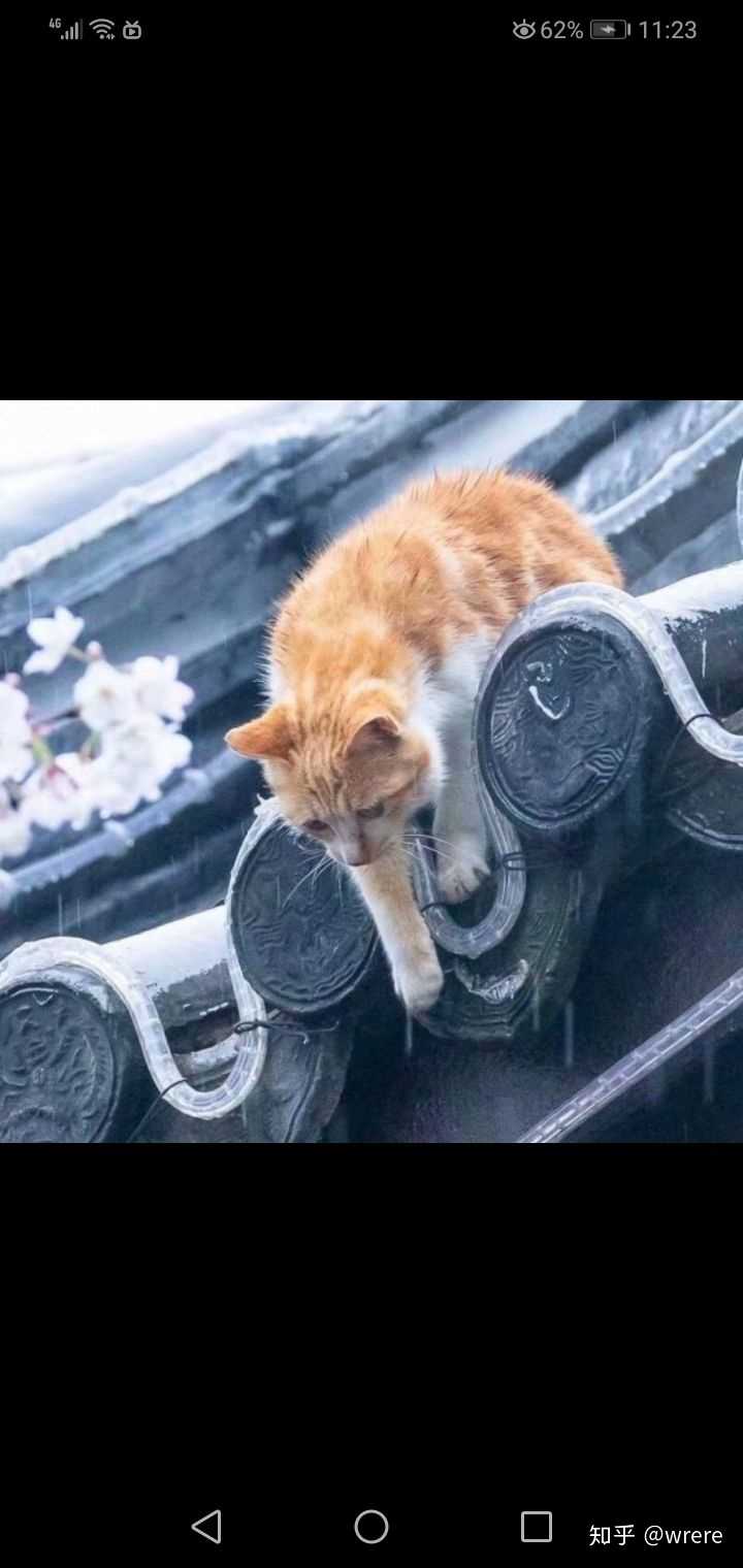 养了很久的猫 突然一天走出门就再也没回来过 你是什么心情 知乎