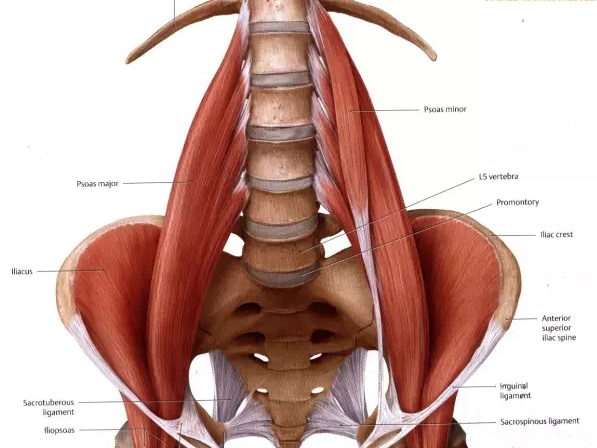右侧后腰肌肉疼痛怎么恢复?