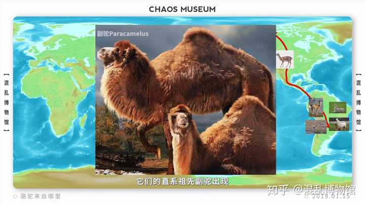 沙漠之舟是什么动物