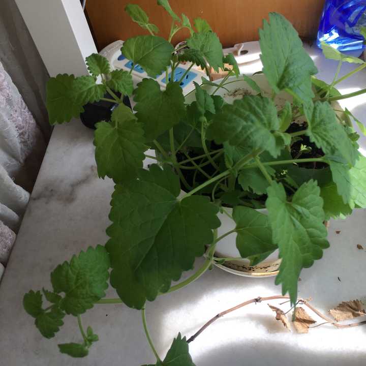 木天蓼 猫薄荷 荆芥 猫草 猫麦草各有什么区别和联系 知乎