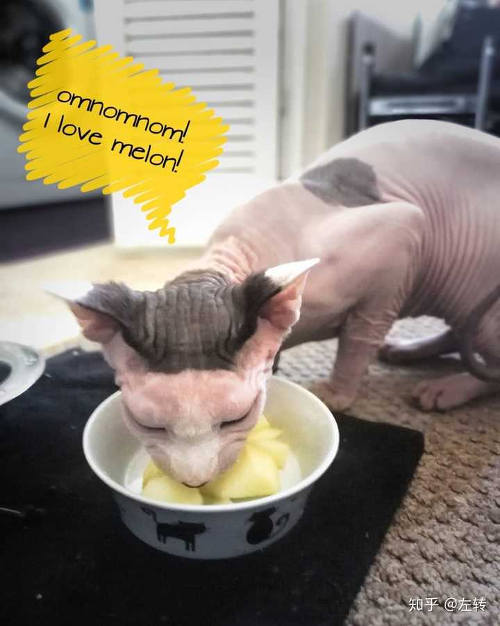 你们家猫咪都喜欢吃水果吗?