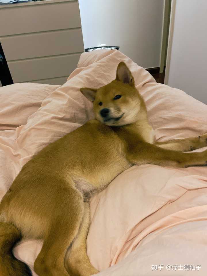 柴犬的姿势到底可以有多[骚包]?