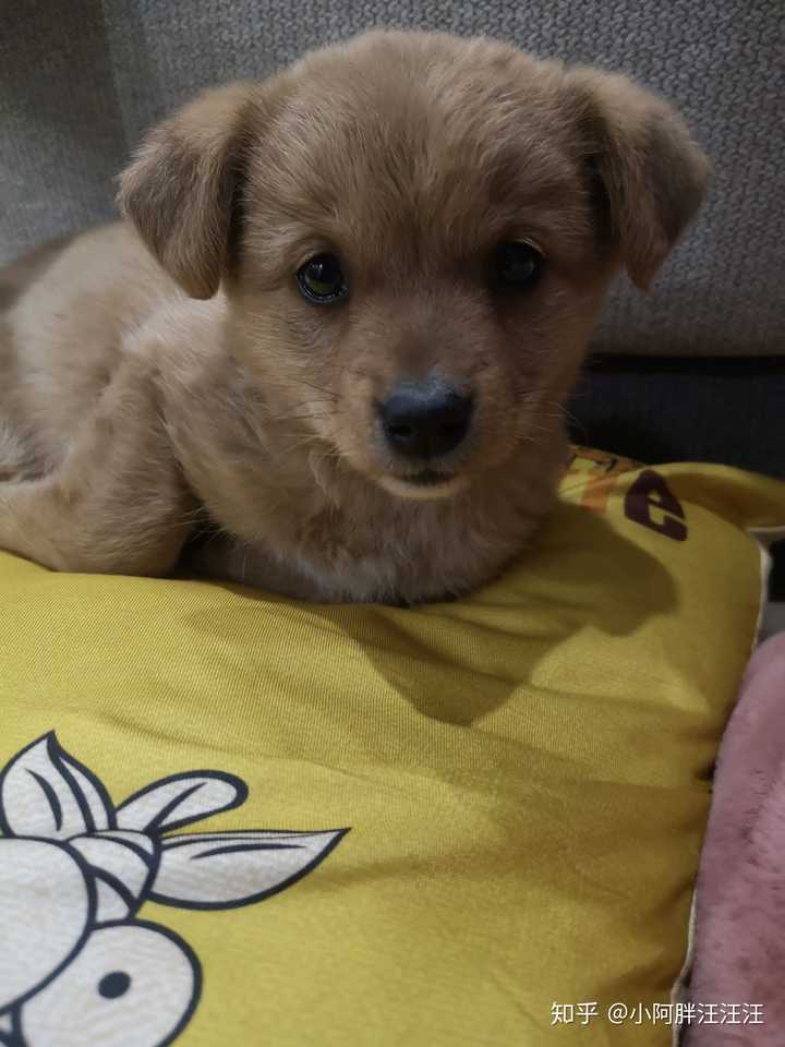 请问这是柴犬还是土狗还是串的啊?