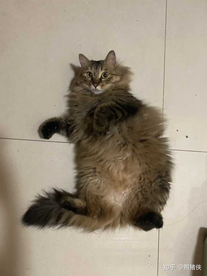 有人养长毛的狸花猫吗 真的长得像缅因猫吗 知乎