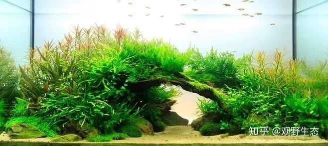 鱼缸造景 水草寿命大约是多久 知乎