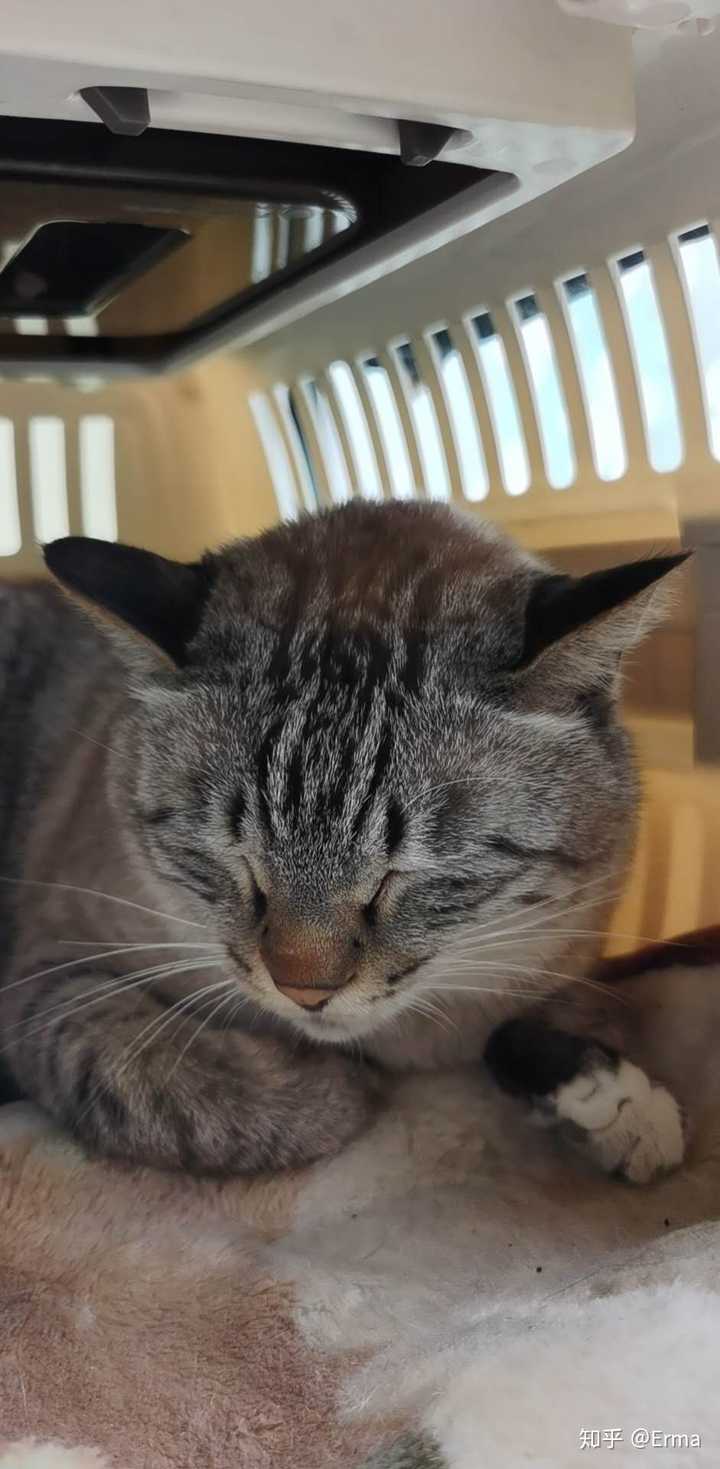 猫丢了以后真的大部分都能回来吗 知乎