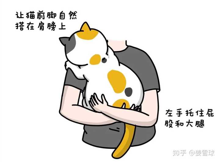 抱起猫的正确姿势是怎样? - 知乎