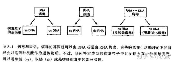 RNA病毒的类型