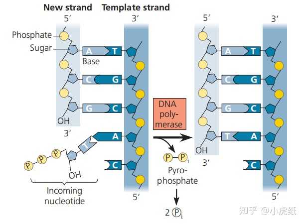为什么 DNA 在复制过程中不会产生水? - 知乎