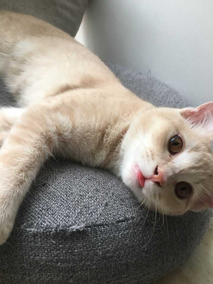 有没有瘦的橘猫?